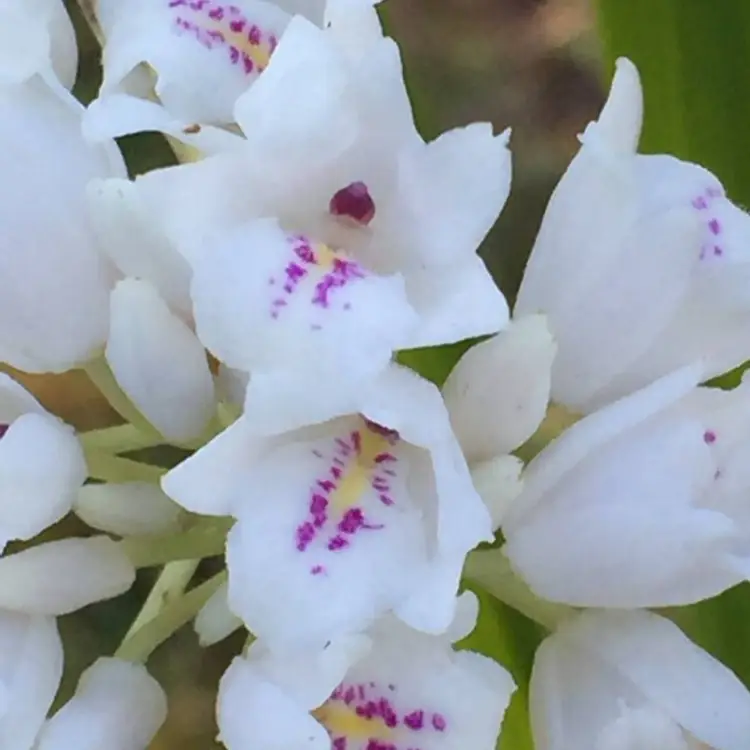 Neobenthamia Gracilis
