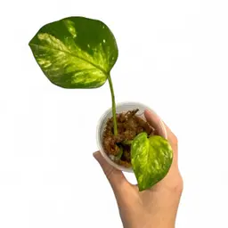 Japanese pothos ‘Resort’