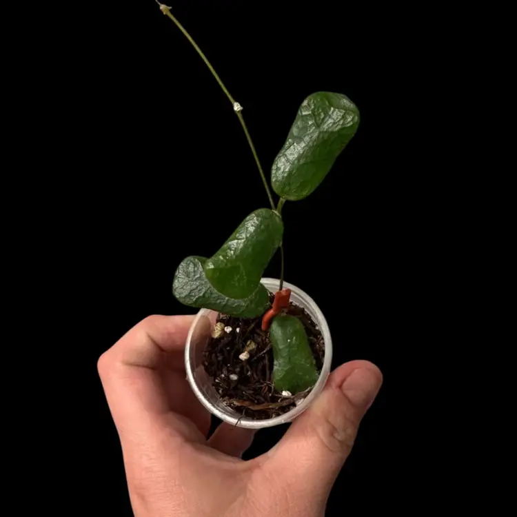 Hoya Rotundiflora