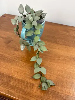 Hoya krohniana ‘super silver’ (FKA Eskimo)