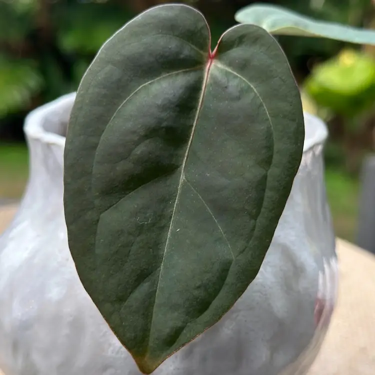 Dark Roast X Red Crystal