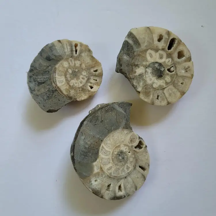 Set Of 3 Fossils 