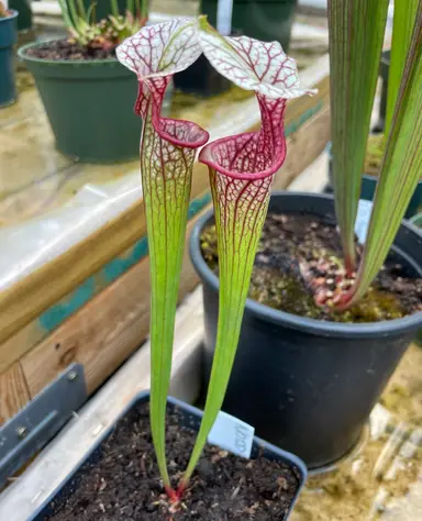 Live Stream Sale Today!