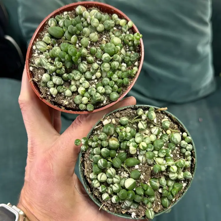 4 Inch Variegated String Of Pearls