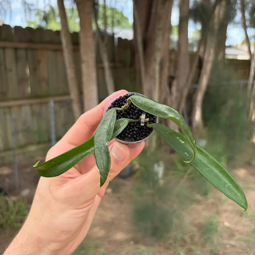 Hoya Minibelle