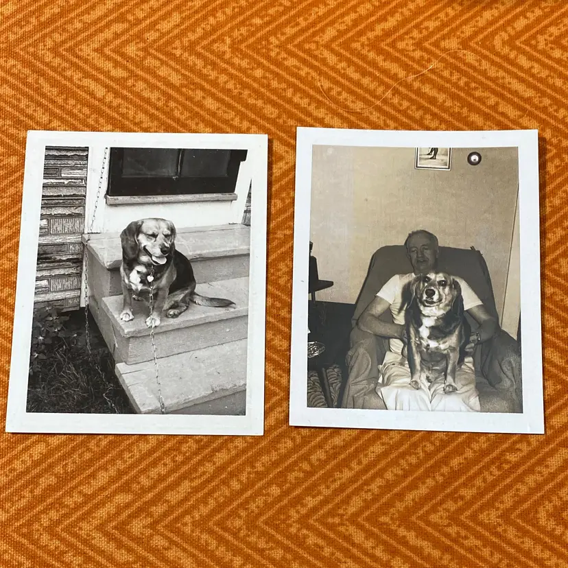 Beagle Old Black And White Photos 