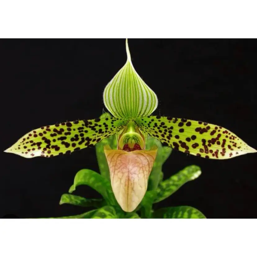 Paphiopedilum sukhakulii