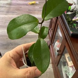 Halophylla