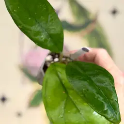 279 Hoya sp. Borneo EPC 953