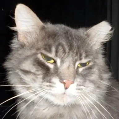 Chris Montuori aka SleepyChrissy - Est. 2000