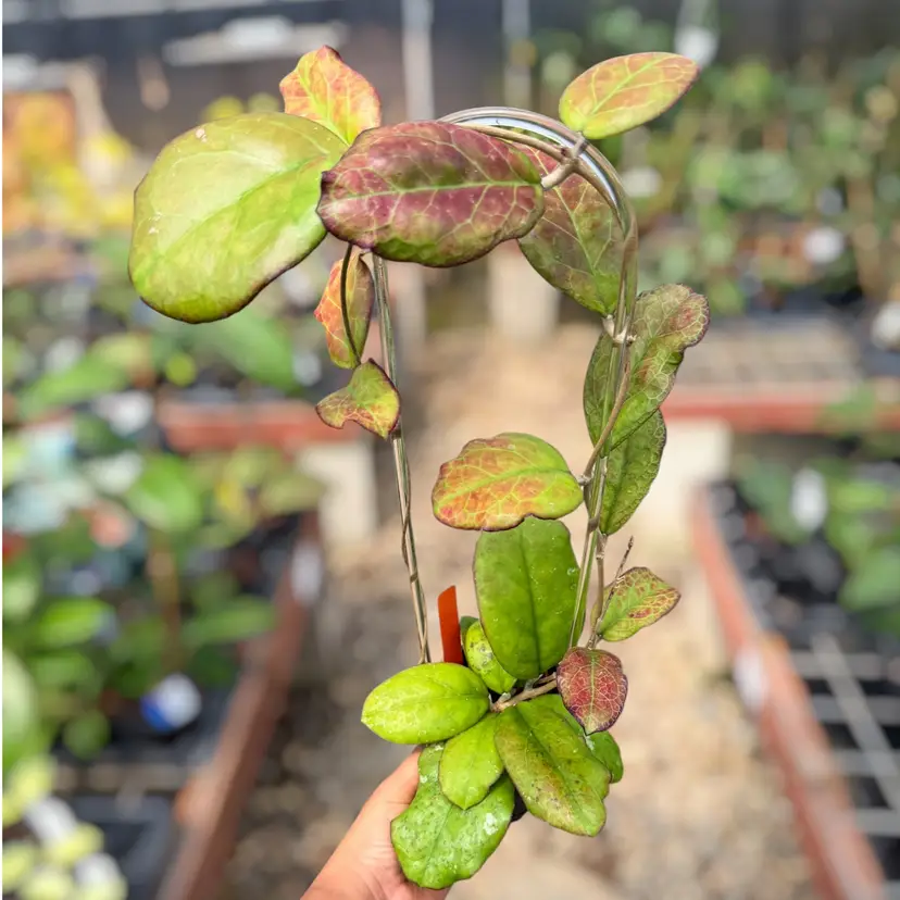 PS0553 - Hoya AH1025