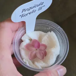 Pinguicula "Fiorello III"