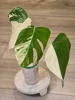 Monstera Albo #4