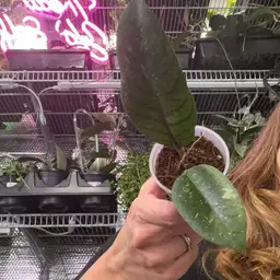 #1043 Hoya meredithii sp. Aceh (splash)