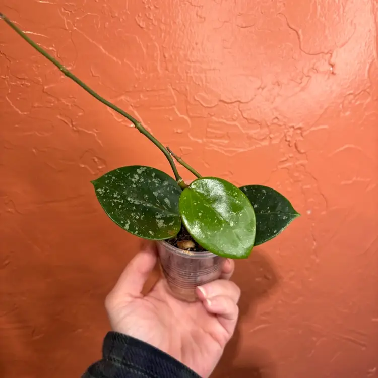 236 Hoya verticillata (heart shaped leaves)