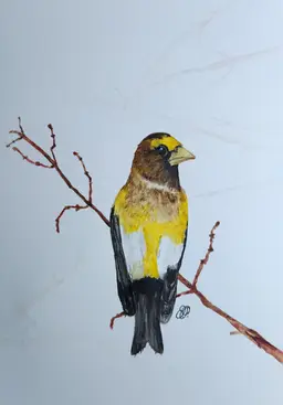 Evening Grosbeak Original Watercolor Painting Signed By The Artist 5x7