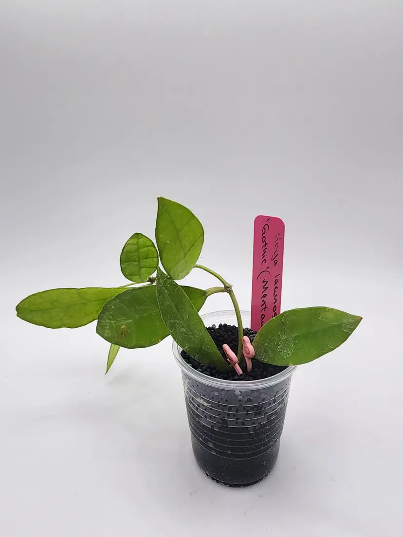 Hoya lacunosa 'Gothic' (Mentawai)