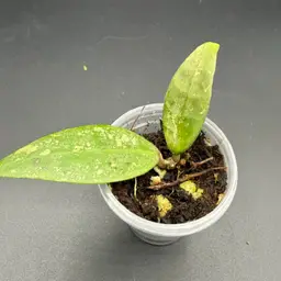 Hoya Finlaysonii panggha silver