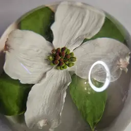 Lucite Dogwood Paperweight
