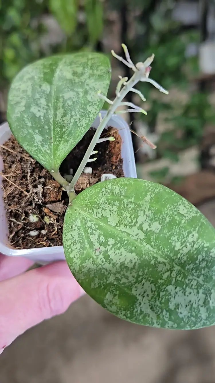 Hoya 'Queen Elizabeth'