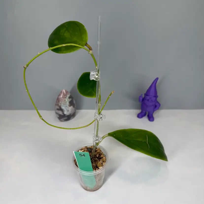 54 ‘Biebs’ SRBF0101 (Ranuensis x Unk)