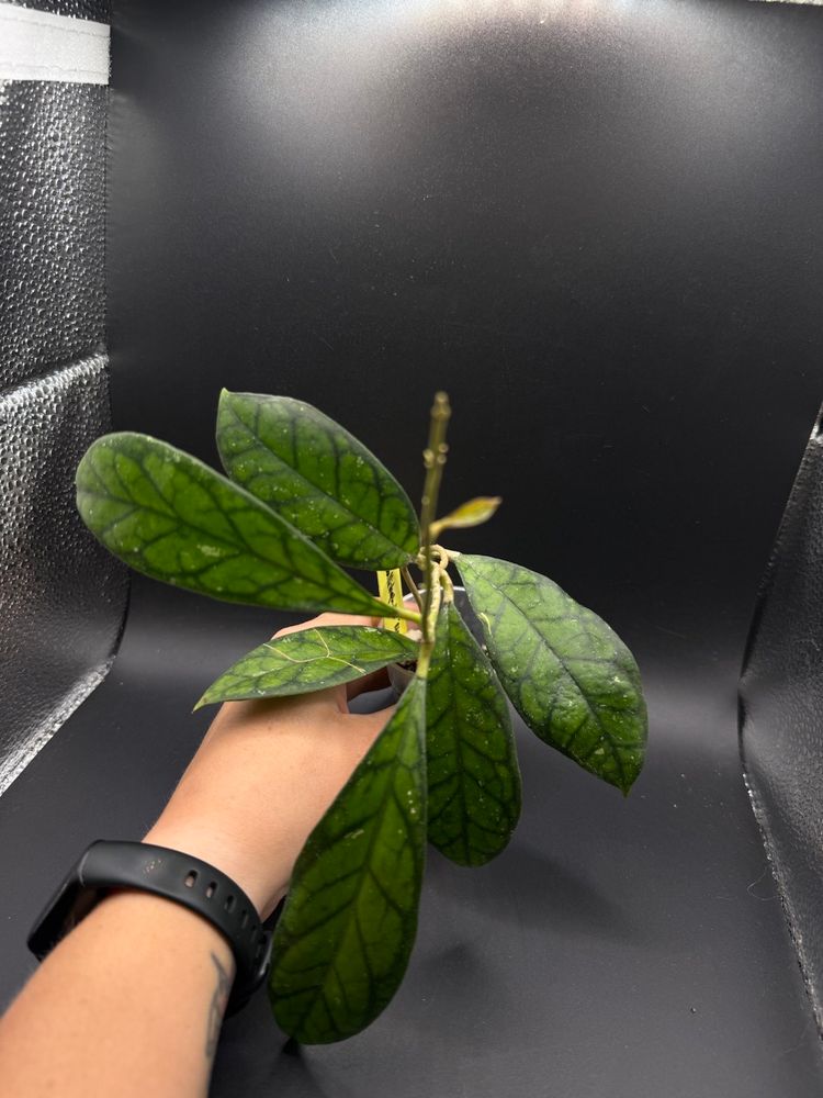 Hoya Callistophylla ‘Black Cat’