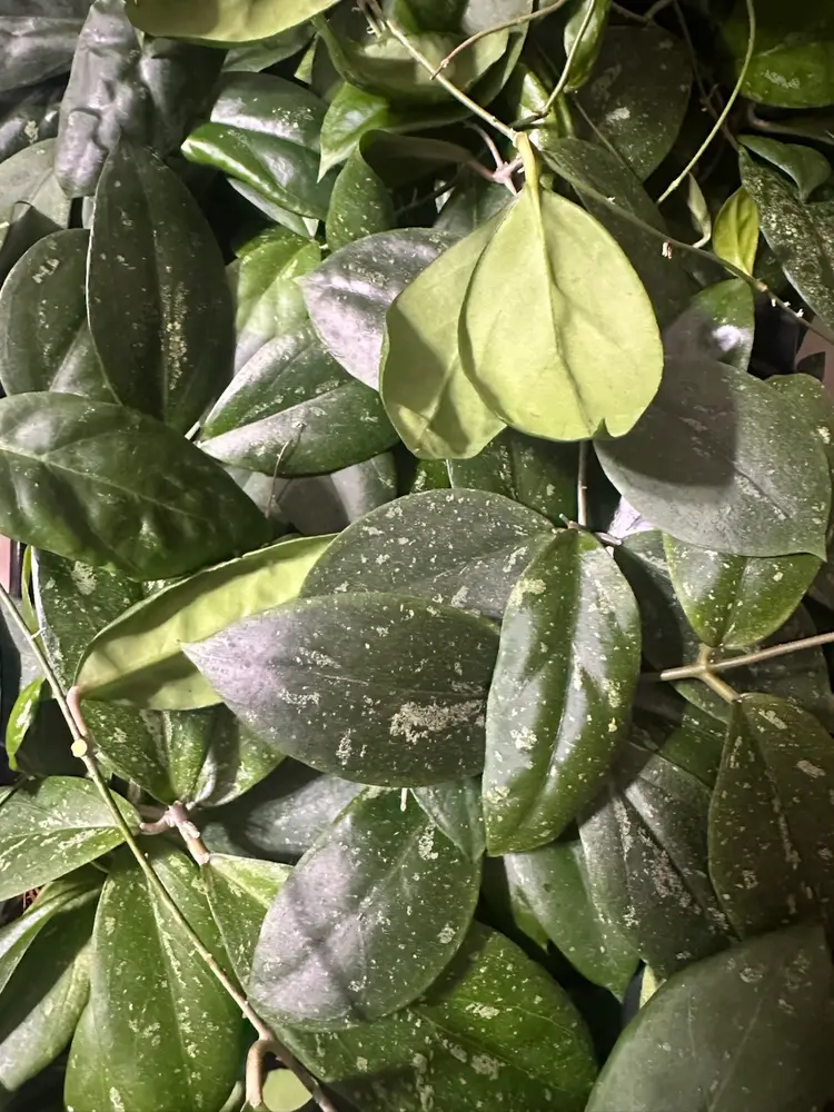 Impromptu Hybrid Propagation