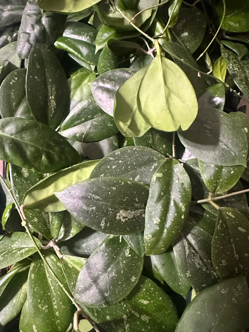 Livestream thumbnail