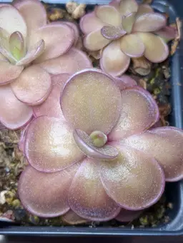 P. hemiepiphytica x gigantea