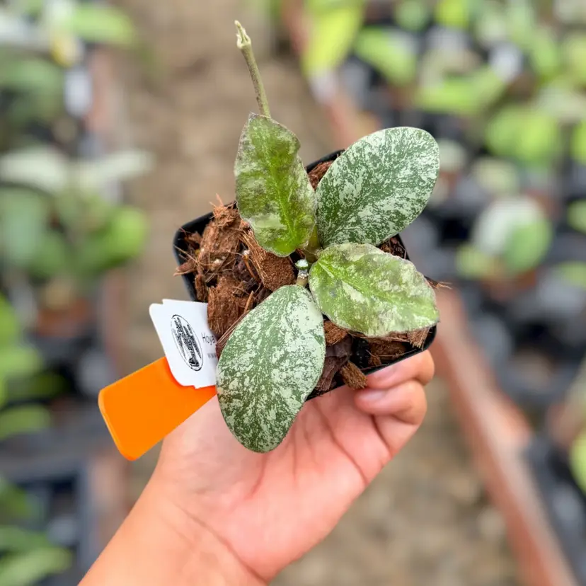 PS0436 - Hoya waymaniae ‘Cloud Sky’