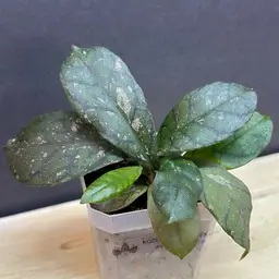 KGD 393 RB Dick x unk