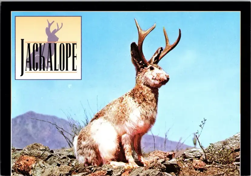Postcard Wild Jackalope Antelabbit Mythical Creatures -  1336