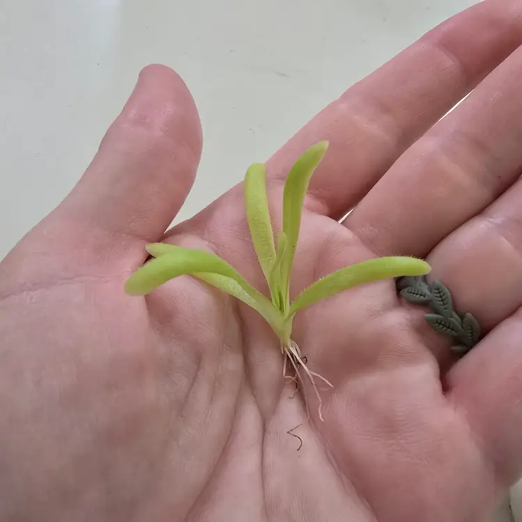 SC-226 Pinguicula Sumidero II x moctezumae (Very Big Flower)