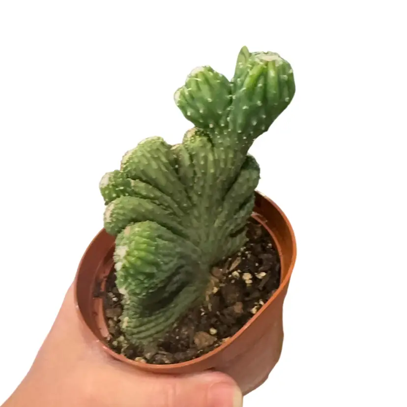 Monstros Cereus 4”