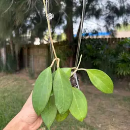 Hoya Patcharawalai 023 (Icensis)