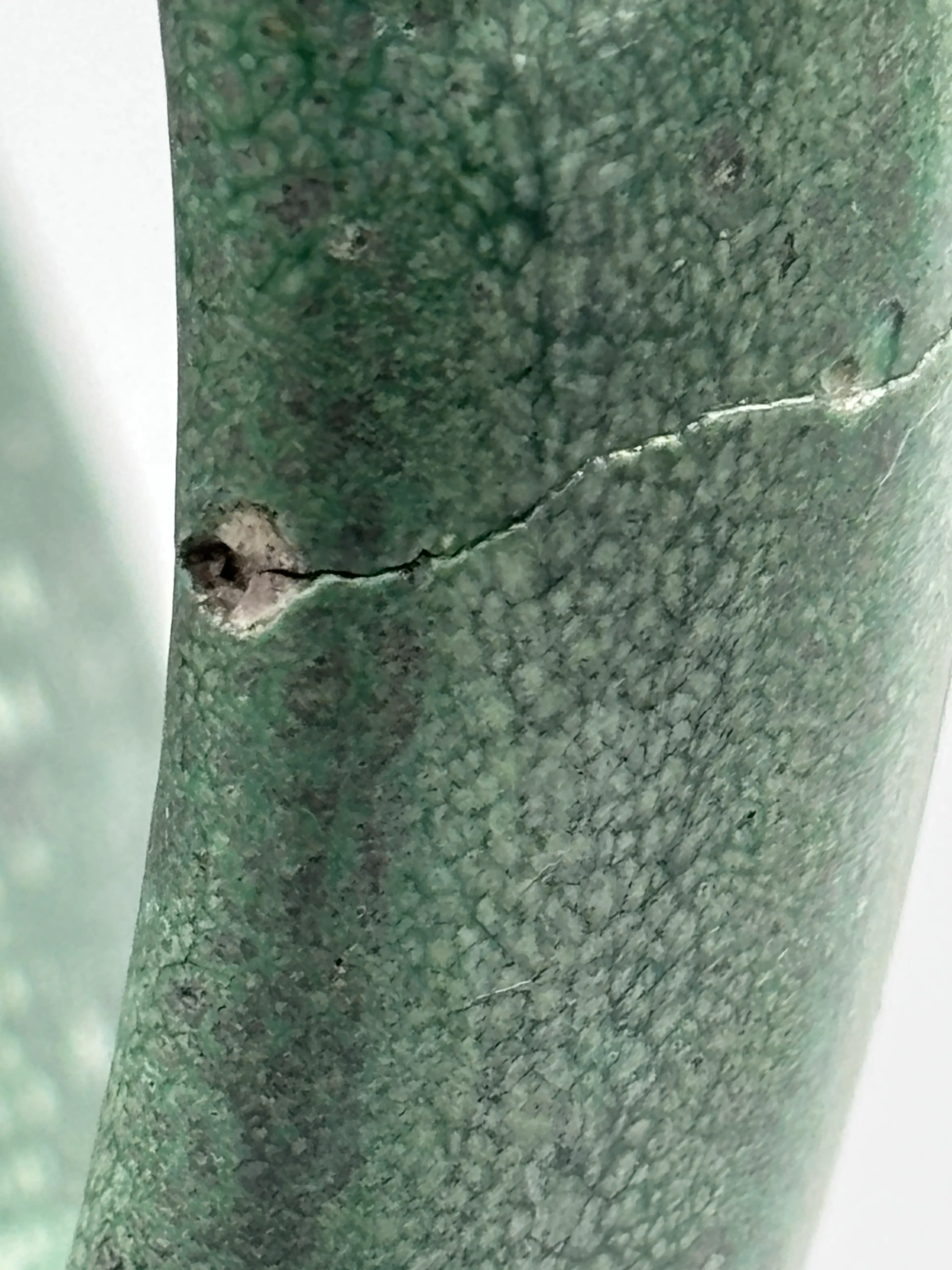 Image 4 of 12