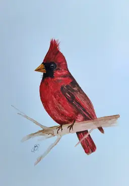 Cardinal Original Watercolor Painting Signed By The Artist 5x7 Free Shipping