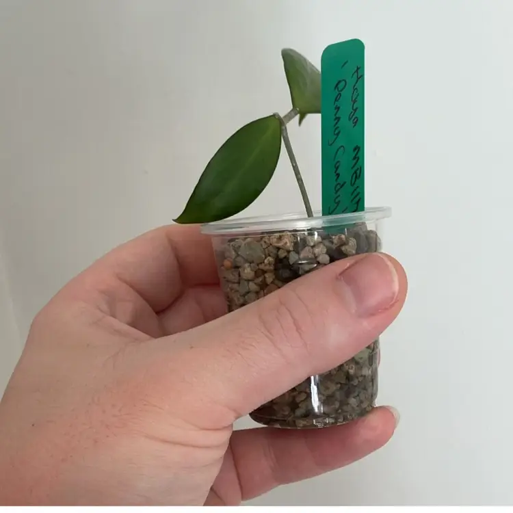 Hoya MB1173 ‘Penny Candy’ (Green)