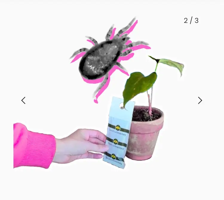 Box of Cucumeris Mite Sachets (100 count)