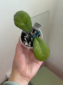 Hoya RHM2423-AL5 (elephant seedling)