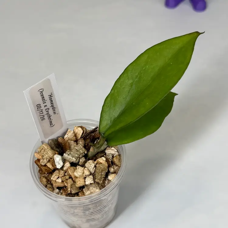 I53 ‘Honeydew’ (Icensis x Erythrina)