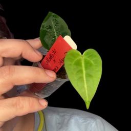 S26 Anthurium Michelle x (Forgetii x Mag) seedling