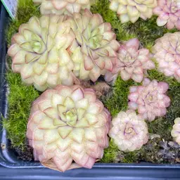 Pinguicula ‘Seductora’