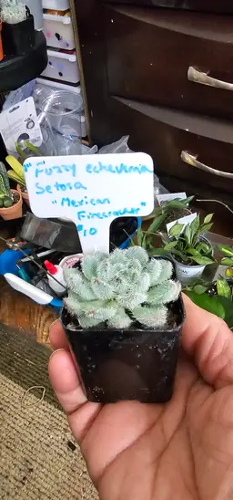 Fuzzy Echeveria Setosa