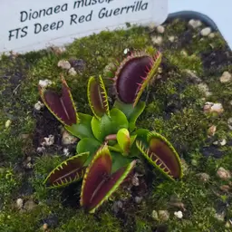 Dionaea muscipula FTS Deep Red Guerrilla