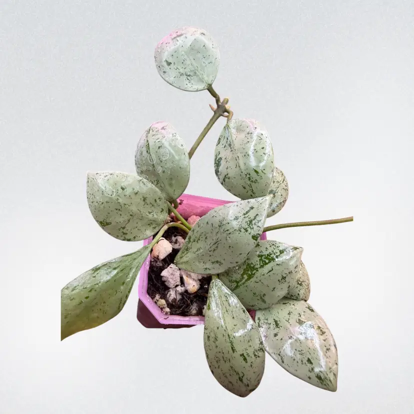Hoya Lacunosa sulcata