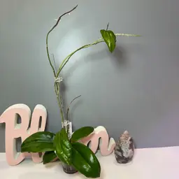 44 Swiffer’s Dream