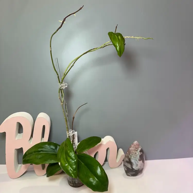 44 Swiffer’s Dream