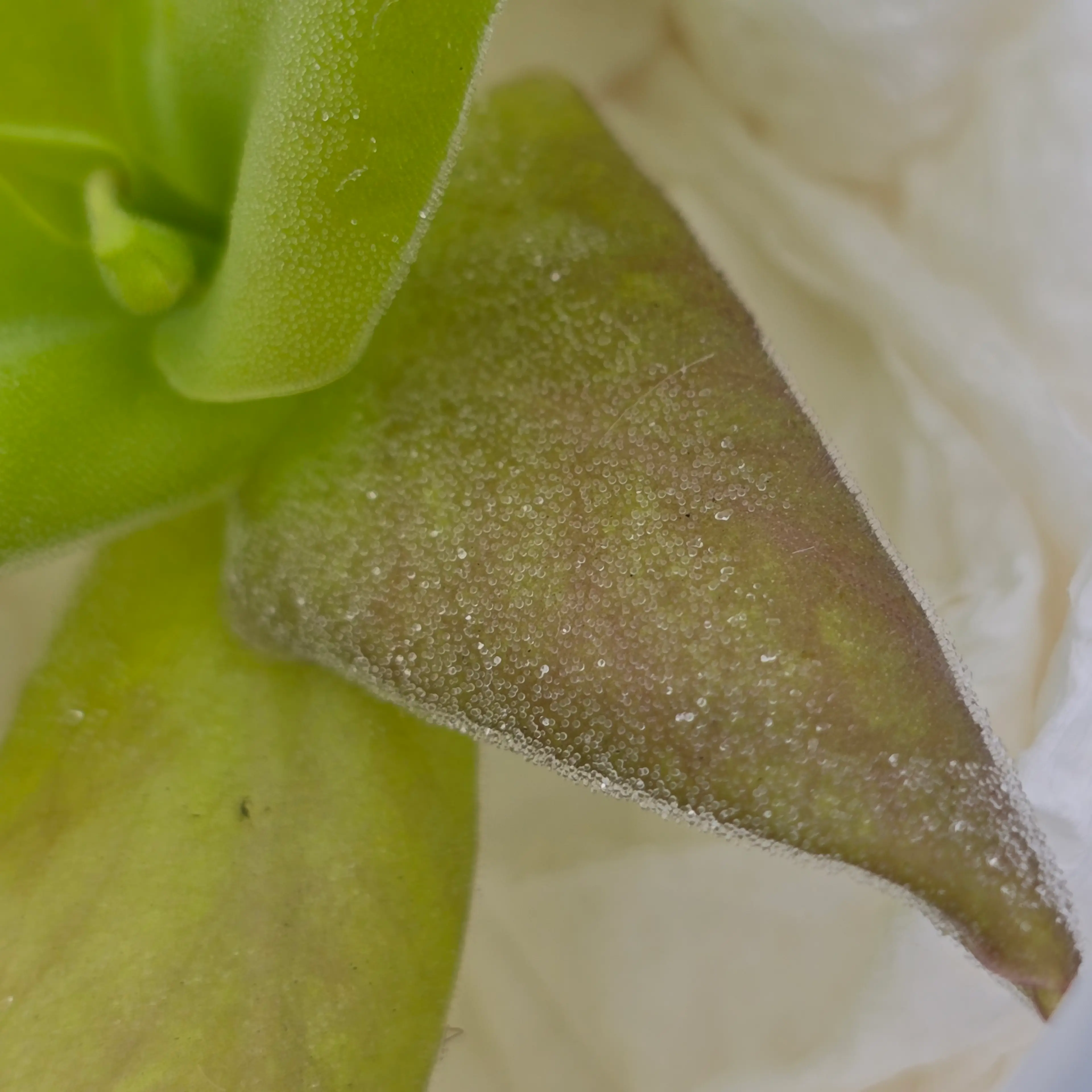 Image 5 of 5