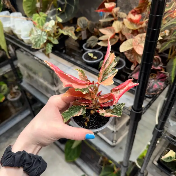 Begonia Ginny Galaxy